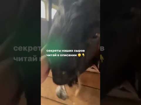 Видео: КОЗИЙ СЫР ВОНЯЕТ?