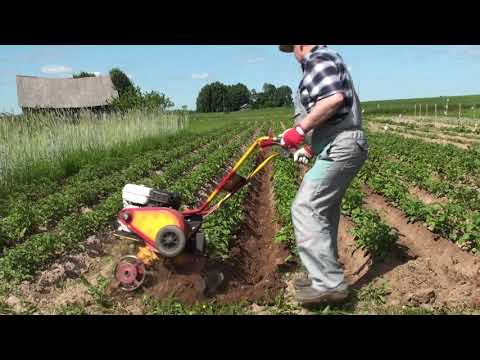 Видео: Третья окучка картошки! СПАСАТЕЛЬНАЯ!!!The third hilling of potatoes! RESCUE !!!