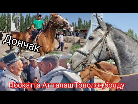 Видео: НООКАТ ЖЫЛКЫ БАЗАРДА  АТ  талаш Тополоң  пай пай пай Мындай болгон эмес 😱