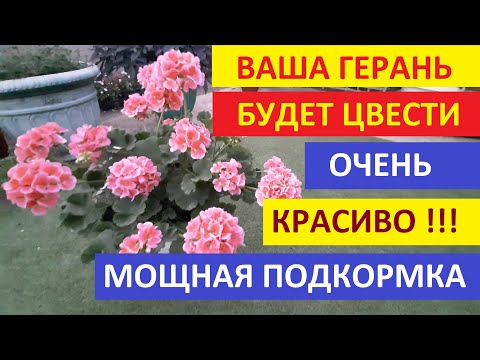 Видео: Хотите чтобы Пеларгония пышно цвела чем Лучше подкормить Герань чтобы обильно цвела