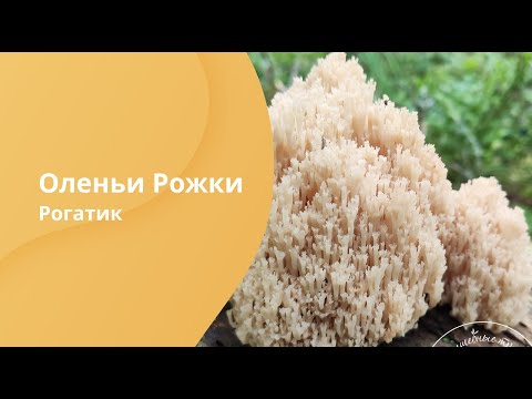 Видео: Оленьи Рожки. Рогатик. Редкий гриб.