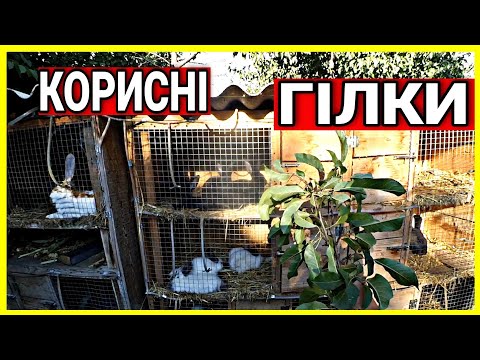 Видео: КОРИСНІ ГІЛКИ ДЛЯ КРОЛИКІВ