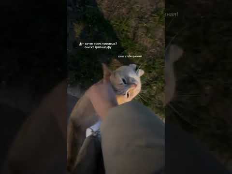 Видео: люблю котиков #котик #butifyoucloseyoureyes #музыка #shortvideo