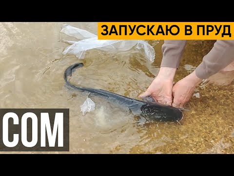 Видео: Сом. Запускаю сома в пруд. Сом нужен для борьбы с лягушками, которые нападают на другую рыбу.