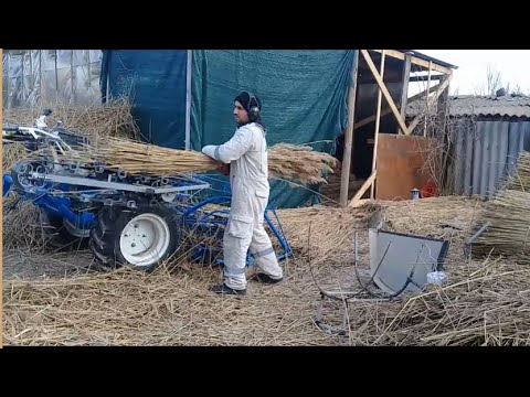 Видео: камыш и его чистка