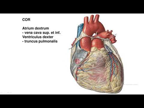 Видео: Жүрекке жалпы сипаттама.Оң жақ жүрекше