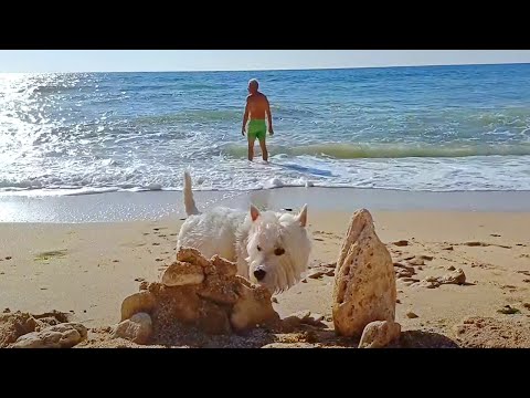 Видео: Когда море - лучший сосед!  Наш пляж субботним утром.