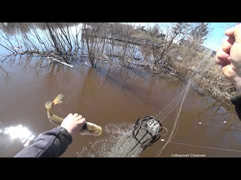 Видео: Щука на мостике из живых деревьев. Хапуги летом.