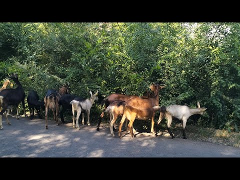 Видео: Асыл тұқымды ешкі сиыр шаруашылығы 