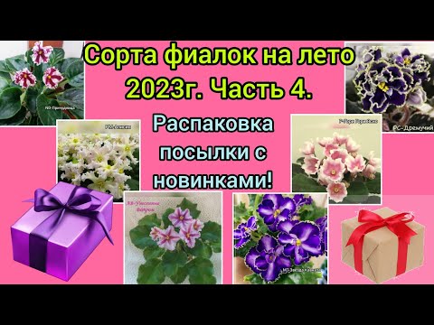 Видео: Сорта фиалок на лето 2023г. Часть 4. Распаковка посылки из Ярославля!