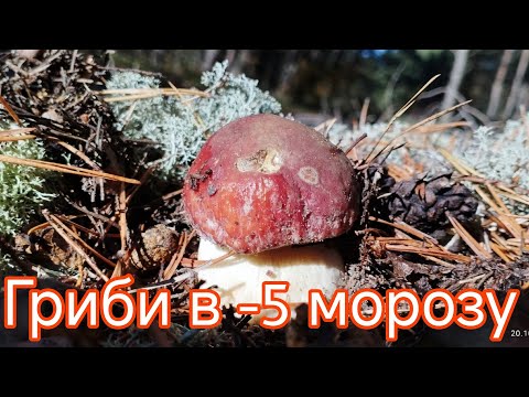 Видео: Гриби при -5°C❄️ Чи ростуть після морозу? Зимове тихе полювання Гриби після морозу: що можна знайти