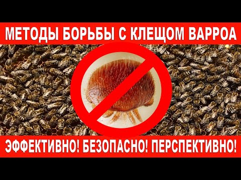 Видео: Методы борьбы с клещом Варроа. Эффективно! Безопасно! Перспективно! | Varroa tick control methods.