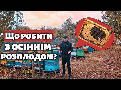 Видео: Розплід в жовтні. Що робити з осіннім розплодом?