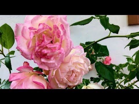 Видео: Как выращивать розы методом пермакультуры