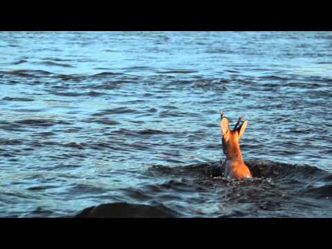 Видео: Алдан. Три недели жизни