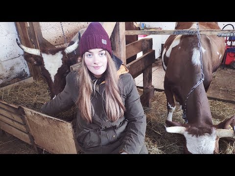 Видео: Содержание КРС. Сено, Стойло, Привязь, Коровник, Мастит
