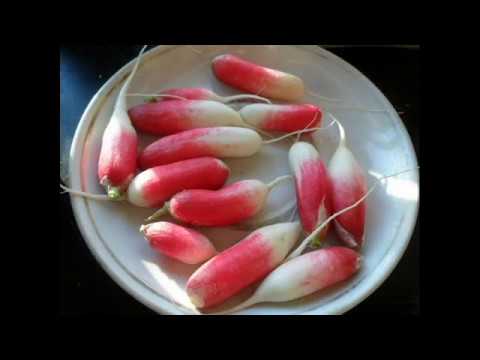 Видео: Как я выращиваю редиску в открытом грунте