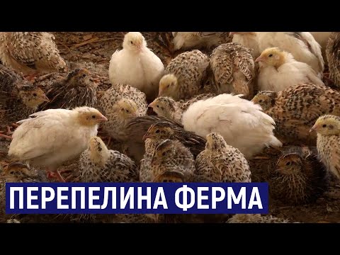 Видео: У селі на Житомирщині вирощують перепелів – на фермі живе 74 тисячі птахів