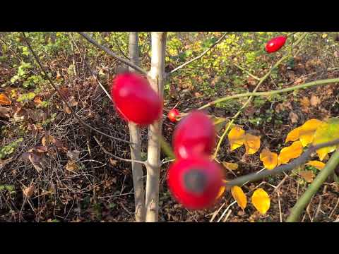 Видео: ГСВГ.Altes Lager. От чайной в/ч47280 к санчасти,минуя шестую казарму 6.11.2025