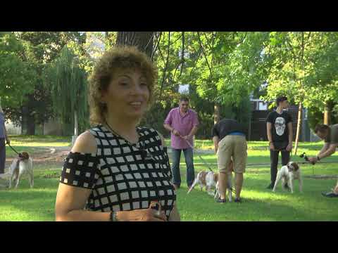 Видео: За кинологията с д-р Кънев:  Епаньол бретон е най-популярната ловна порода във Франция