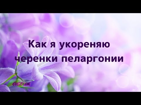 Видео: Как я укореняю черенки пеларгонии