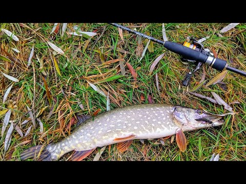 Видео: ПРИМАНКА НА ЩУЧКУ в НОЯБРЕ на малой реке. Arion 742-uls