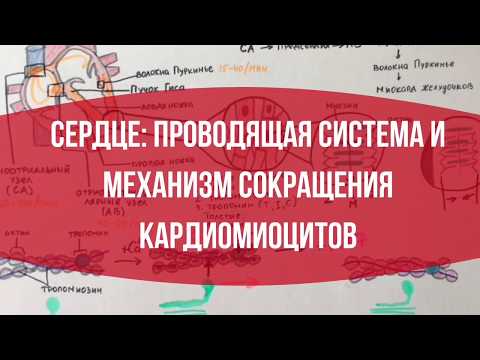 Видео: СЕРДЦЕ: Проводящая система и механизм сокращения кардиомиоцитов