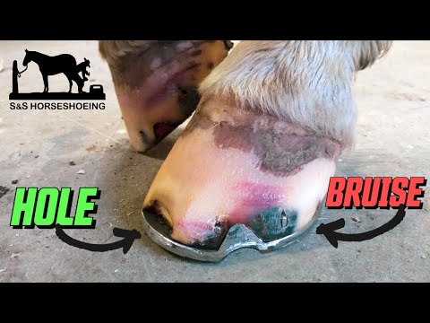 Видео: ДЫРА В КОПЫТЕ ЛОШАДИ! Почему он В СИНЯКАХ? ПОДКОВА Пинто Бин // Эп. 7