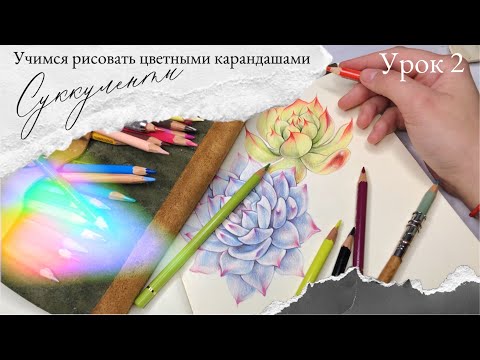 Видео: Уроки рисования цветными карандашами | суккуленты | урок 2