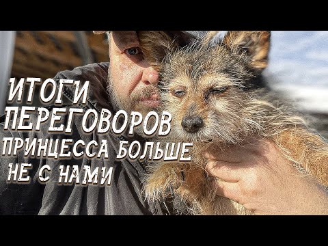 Видео: Спасение животных/ Нас вызвали в полицию/ Как отреагировала Принцесса на встречу с хозяйкой