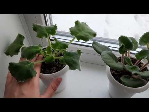 Видео: Где быстрее зацветают фиалки? Стеллаж или окно? Готовлю фиалки к весеннему цветению 3ч.