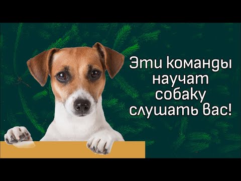 Видео: Важные команды для ваших прогулок!
