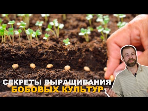 Видео: Они творят с почвой чудеса. Бобовые культуры в огороде.