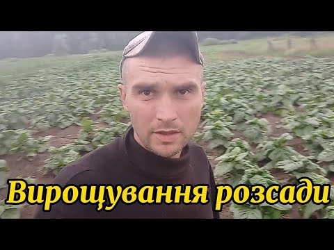 Видео: Умовна методика вирощування розсади табака.Будні села.