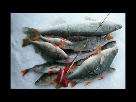 Видео: РЫБАЛКА-Песня про рыбалку-СУПЕР видео для рыбаков