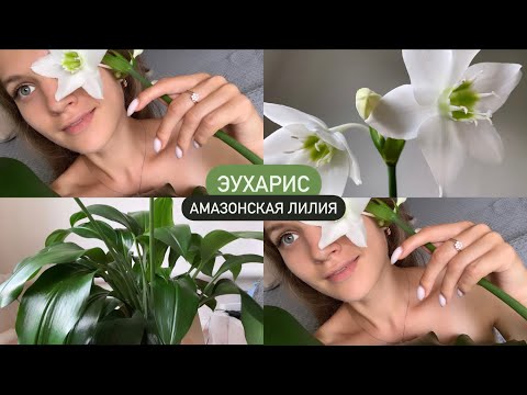 Видео: 🍃 ЭУХАРИС 🌿 | Самый лучший цветок для начинающих | АМАЗОНСКАЯ ЛИЛИЯ 🤍 + ляпы в конце 😁