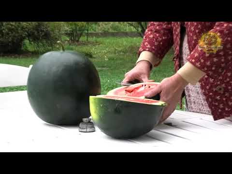 Видео: Арбуз Огонёк - выращиваем сами!