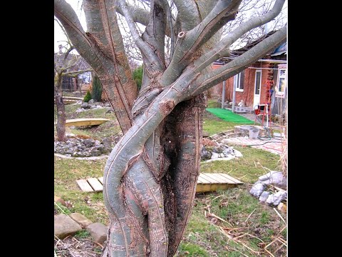 Видео: Редкая, но полезная прививка - ВПРИКЛАД.