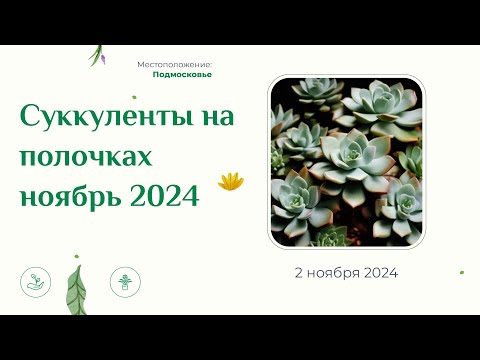 Видео: Мои суккулентные полочки, ноябрь 2024.