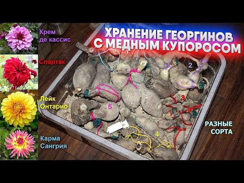 Видео: Хранение георгинов с медным купоросом