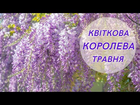 Видео: Гліцинія від А до Я. Розіграш саджанців гліцинії. | 20.05.2023