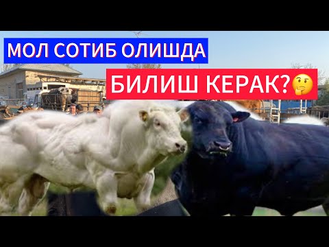 Видео: БОЗОРДАН МОЛ СОТИБ ОЛИШДА ЭТИБОР БЕРАДИГАН ЖИХАТЛАР