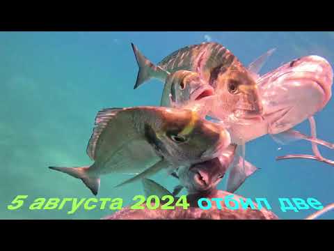 Видео: 5.8.2024. Подвох защитил кефаль от bluefish.Underwater hunter protected mullet from bluefish!