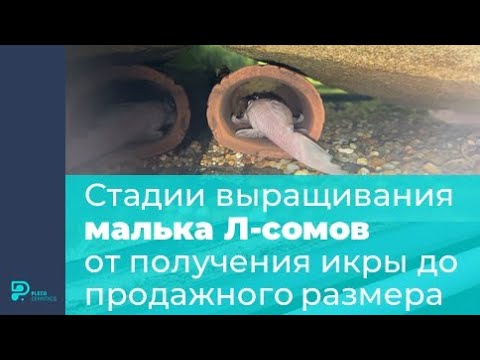 Видео: Стадии выращивания малька Л сомов от получения икры до продажного размера