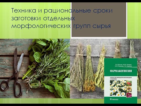 Видео: Техника и рациональные сроки заготовки отдельных морфологических групп сырья