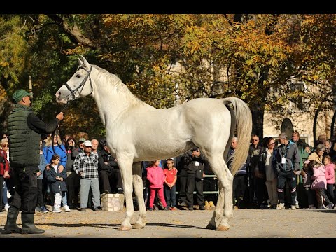 Видео: Конен парад и изложение с елитни екземпляри за рождения ден на КАБИЮК – 01.11. 2024