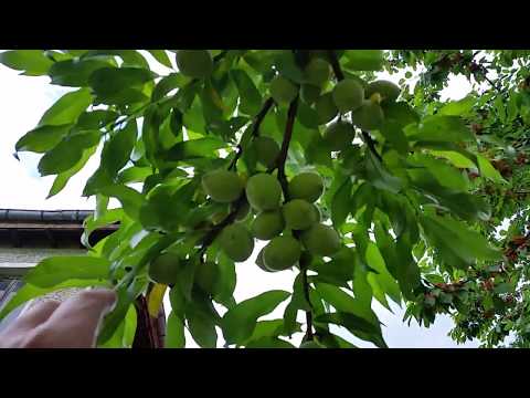 Видео: Неотложно Прореждане на плода!