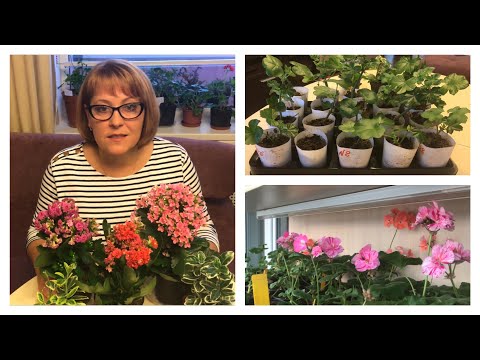 Видео: Прищипка черенков Формировка цветов