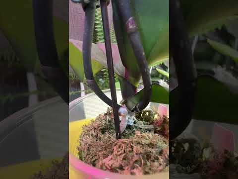 Видео: Anna (Китай)