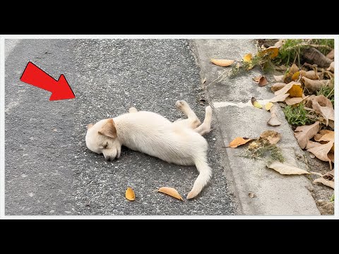 Видео: От близкой смерти к возрождению! Бродячая собака с переломом черепа. 72-часовое чудо жизни полнос...